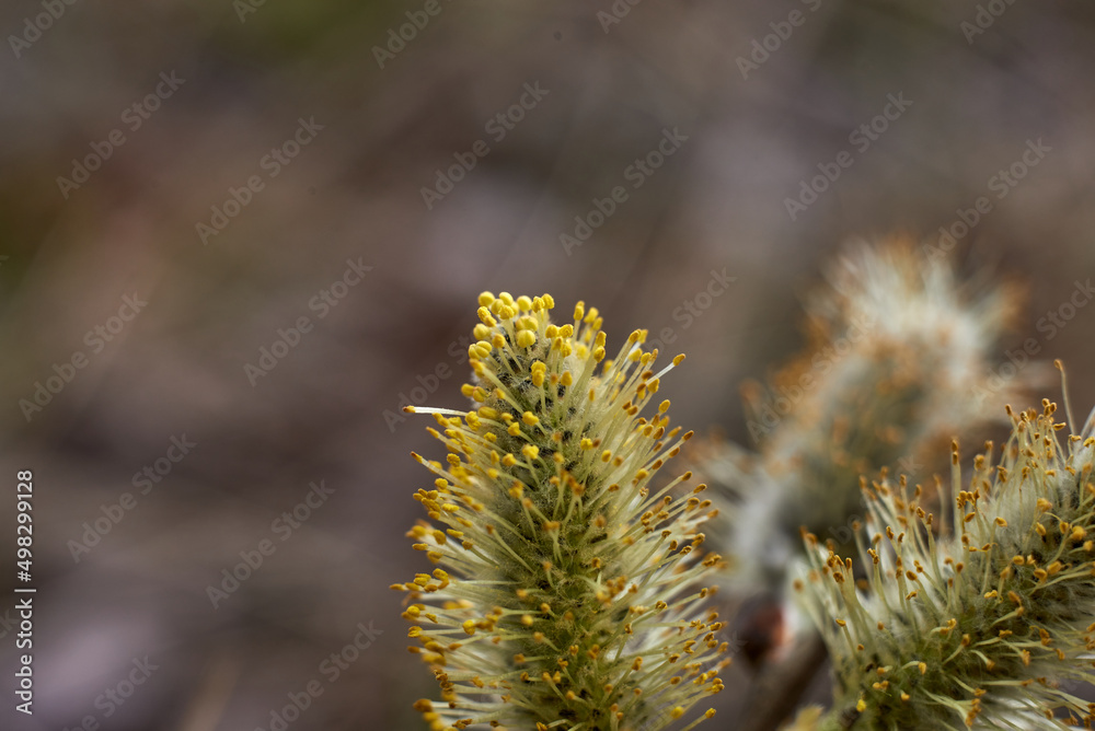 Fototapeta premium Willow branch with flowering catkins