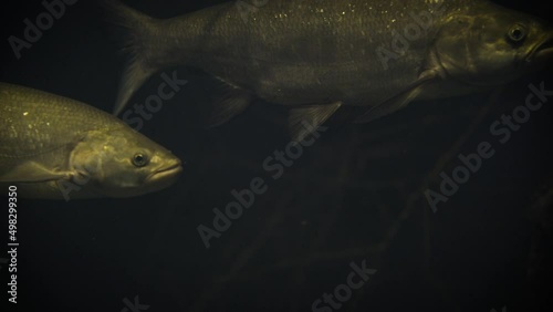 A group of asps (Leuciscus aspius), a predatory cyprinid swimming in a dark underwater environment with other fish around photo