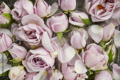 Fototapeta Naklejka Na Ścianę i Meble -  Pink roses background. Close up. Top view
