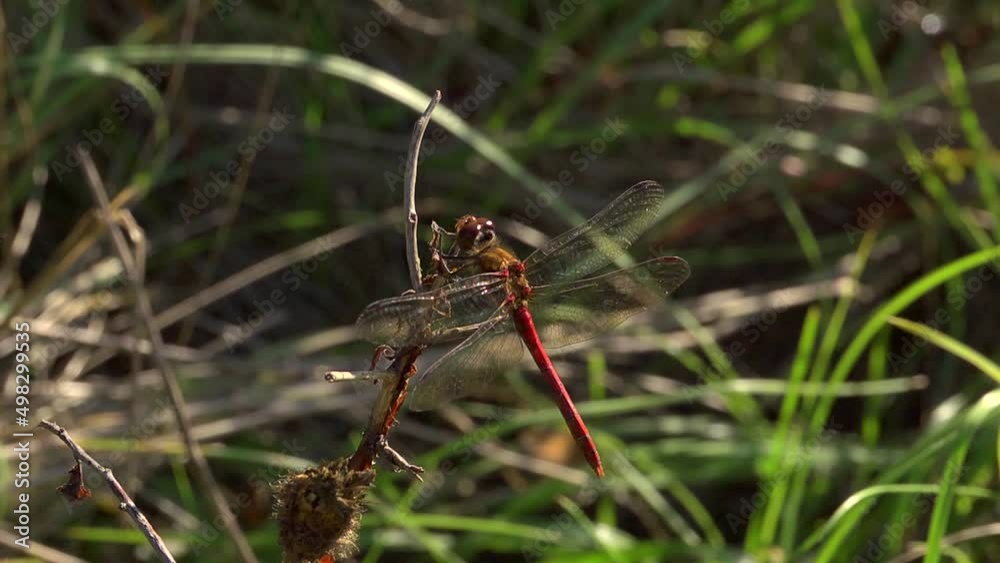 Red-veined Darter dragonfly at rest and taking off - slow motion 2 Red-veined Darter dragonfly at rest and taking off - slow motion 2
