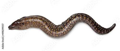Single fresh whole raw Moray eel, Muraenidae, isolated on white background