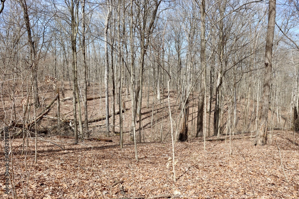 The bare trees in the winter forest on a sunny day. The bare trees in the winter forest on a sunny day.