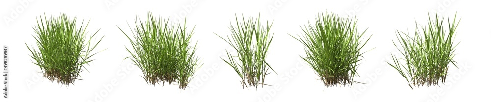 Set of grass bushes isolated on white. Creeping Bentgrass. Agrostis stolonifera. 3D illustration Set of grass bushes isolated on white. Creeping Bentgrass. Agrostis stolonifera. 3D illustration