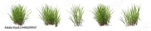 Set of grass bushes isolated on white. Creeping Bentgrass. Agrostis stolonifera. 3D illustration photo