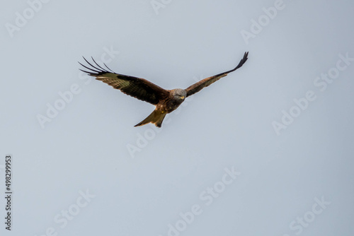 red kite a large bird of prey in flight