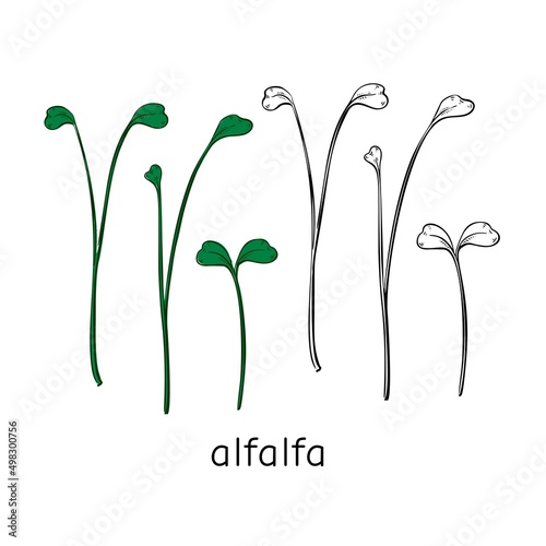 Hand drawn alfalfa micro greens. Vector illustration in sketch style isolated on white background