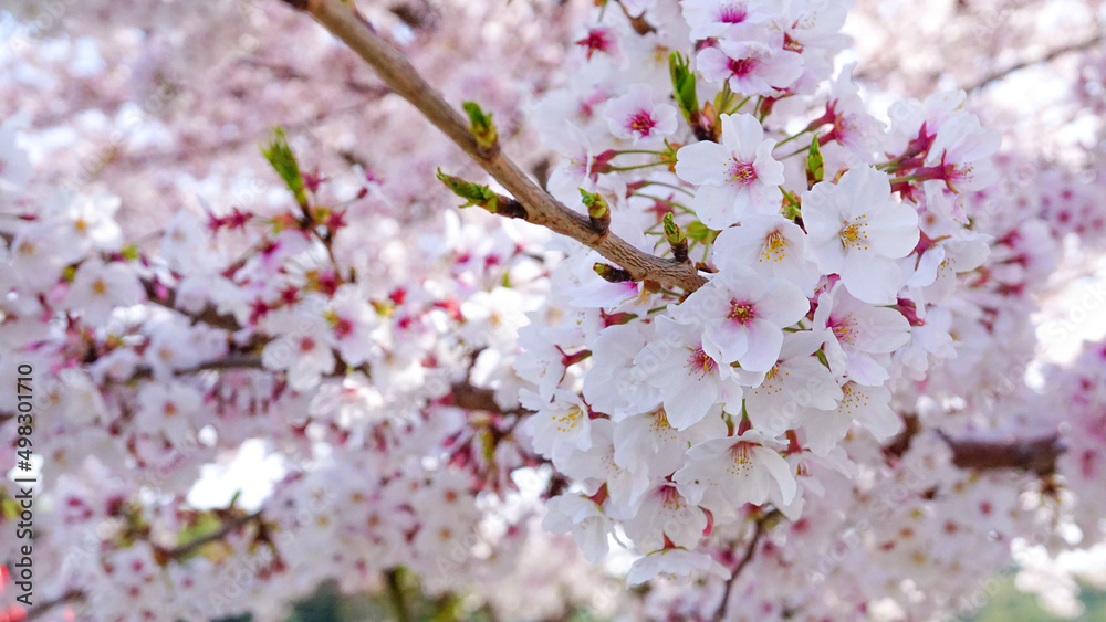 粟嶋神社の満開の桜