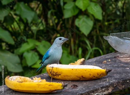 pájaro azulejo 