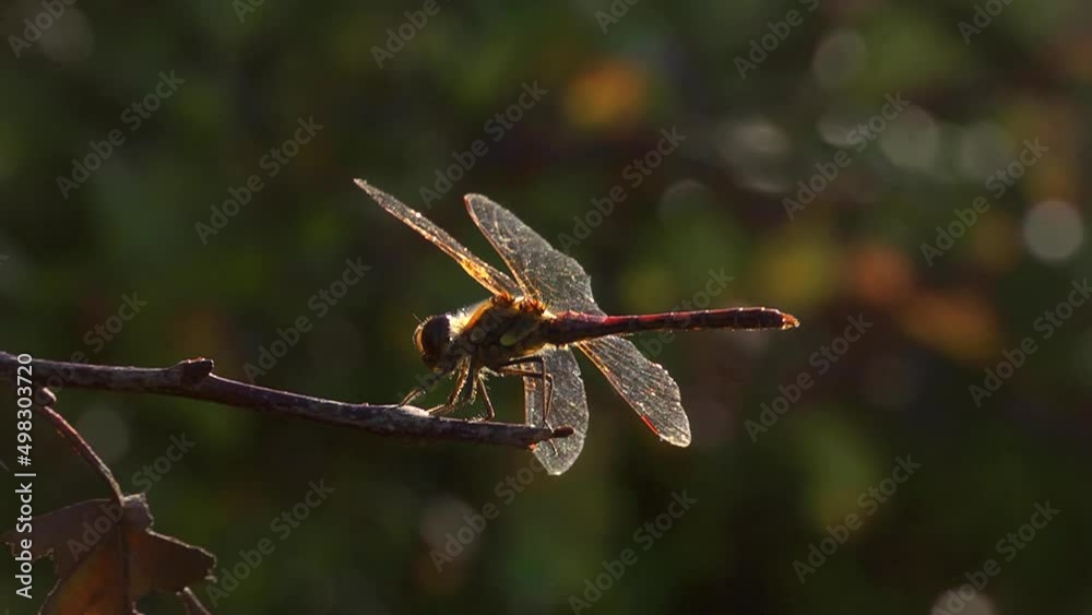 Red-veined Darter dragonfly at rest and taking off - slow motion