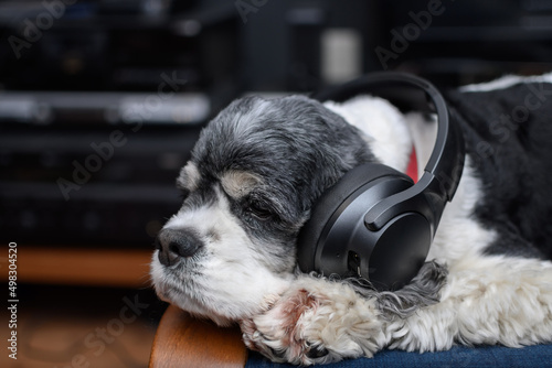 the dog is lying in large wireless headphones