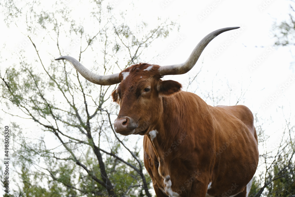 Iconic symbol of Texas with longhorn cow in landscape closeup. Iconic symbol of Texas with longhorn cow in landscape closeup.