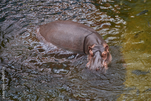 Hippopotamus in water. Top view of a large hippo.