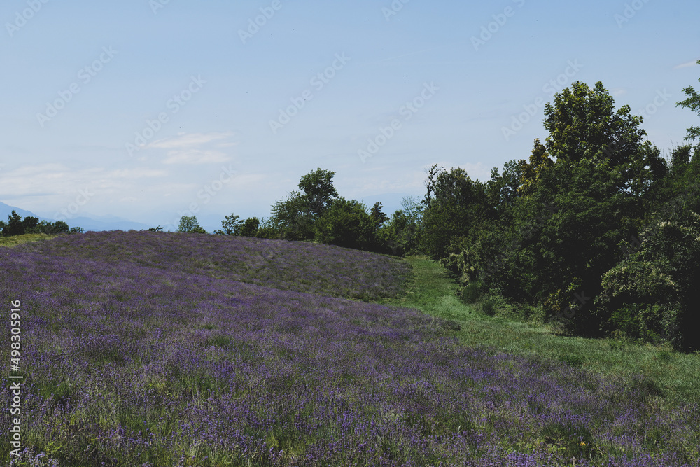 Hills in Sale San Giovanni with lavender fields, Piedmont - Italy Hills in Sale San Giovanni with lavender fields, Piedmont - Italy