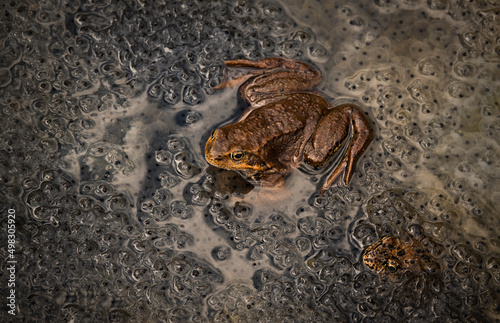  frog sitting in the water against the background of caviar. photo