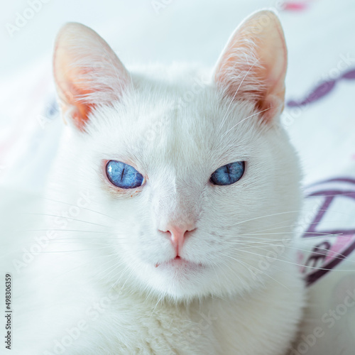 bad cat