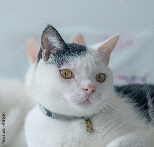gato tierno