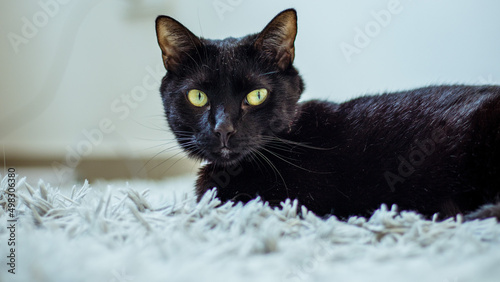 black cat