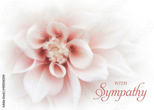 Floral sympathy greeting card. White dahlia flower with soft pink center with condolence message. Horizontal orientation sized for 5x7. Elegant sympathy background. 