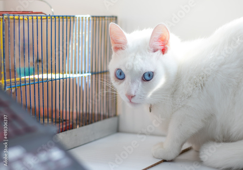 gato blanco white cat