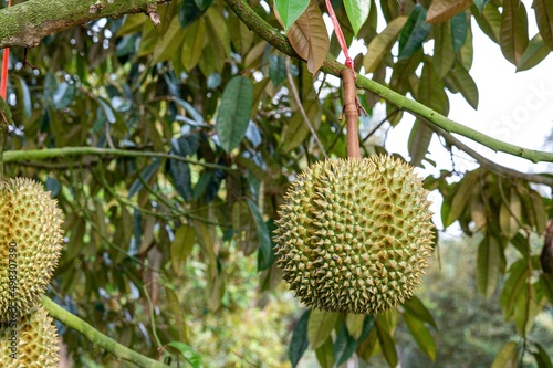 Durian fruit on the branch in the garden ready to harvest, product quality for export in Thailand, agriculture concept