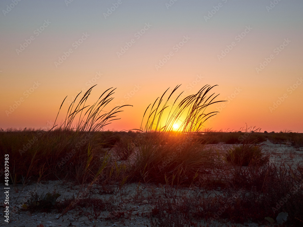 Obraz premium Warm landscape of dry wildflower and grass on the beach.
