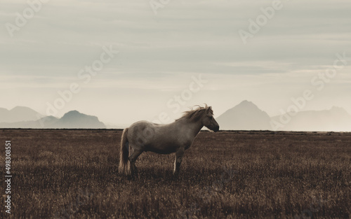 Icelandic Horses in the grassland of Iceland © Rui