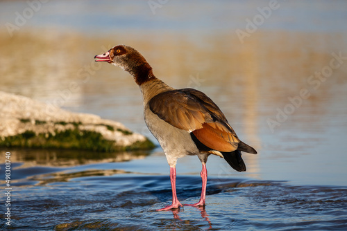 a one of Egyptian geese fishing in the river photo
