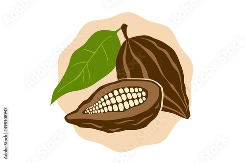 Vector emblem of cocoa beans in retro style. Vector illustration of cocoa bean for shop