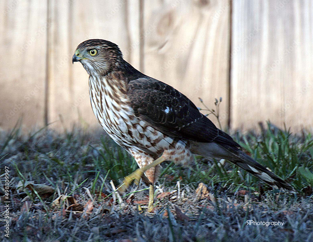Obraz premium Cooper's Hawk