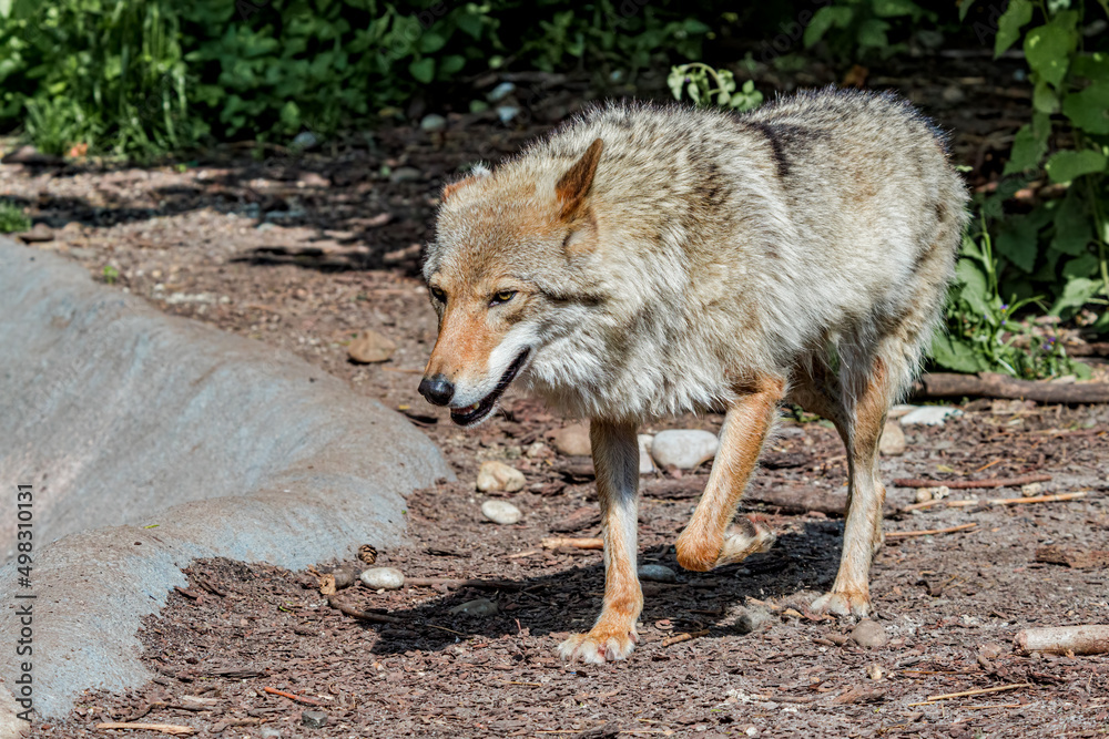 Obraz premium Gray Wolf (Canis lupus)