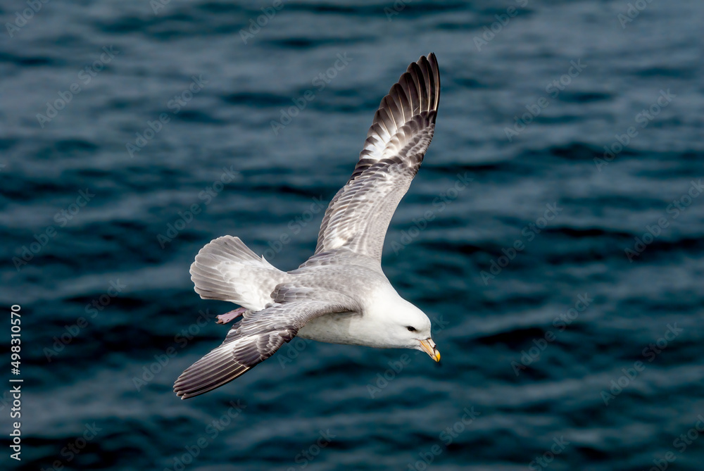 Light-morphed Northern Fulmar (Fulmarus glacialis) at St. George Island, Pribilof Islands, Alaska, USA Light-morphed Northern Fulmar (Fulmarus glacialis) at St. George Island, Pribilof Islands, Alaska, USA