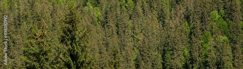 Summer landscape with green mixed forest in sunny day. Panoramic View. Abstract green forest. Top view of green forest in mountain. Fir wood with sunlight from above.