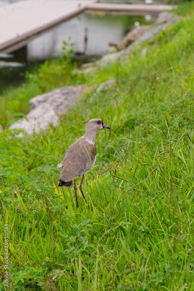 Fototapeta premium bird known as Southern Lapwing outdoors at Rodrigo de Freitas Lagoon in Rio de Janeiro.