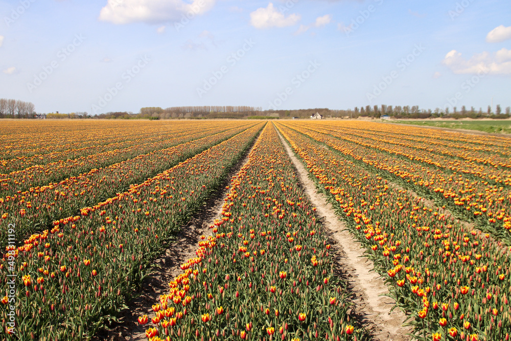 yellow and red tulip on flower bulb fields at Stad aan 't Haringvliet on island Flakkee