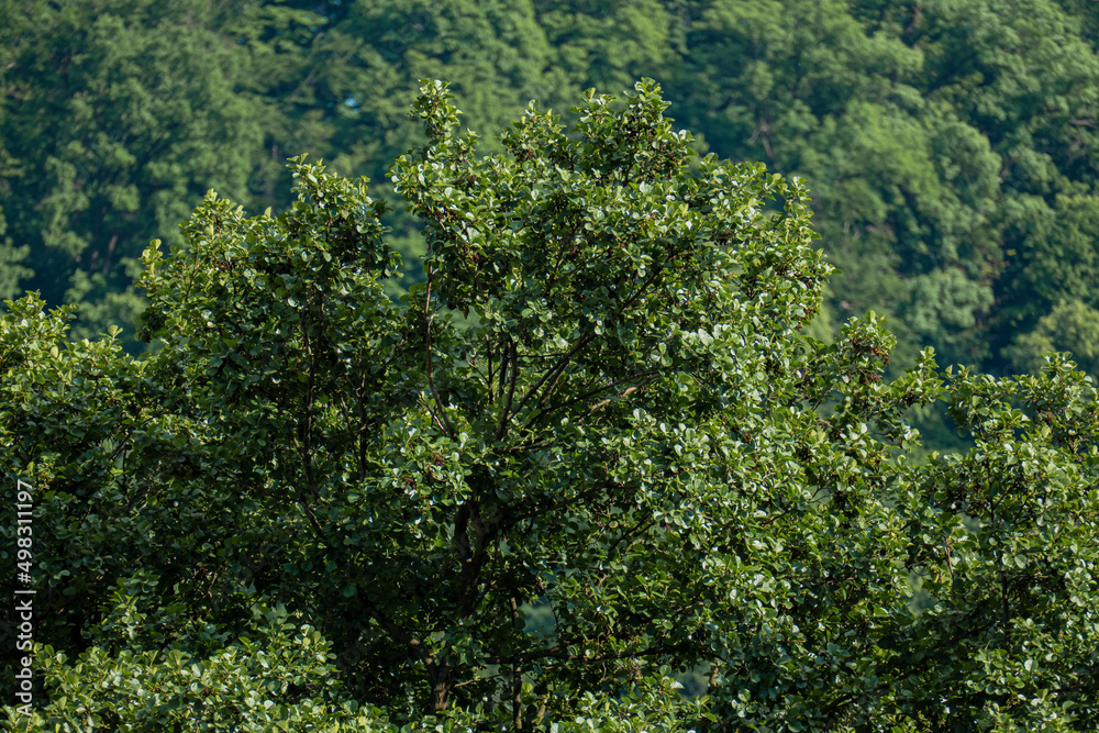 Green forest abstract background for design. Mixed forest pattern. Top View Green Forest Landscape. Green forest abstract background for design. Mixed forest pattern. Top View Green Forest Landscape.
