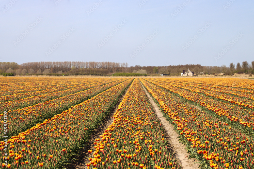 yellow and red tulip on flower bulb fields at Stad aan 't Haringvliet on island Flakkee