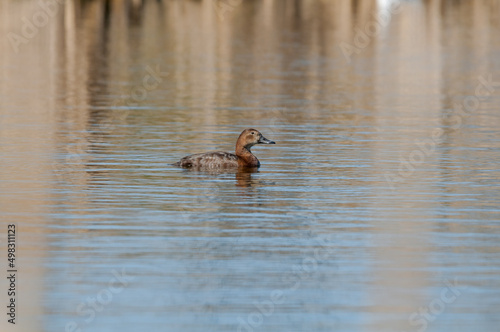 Common Pochard (Aythya ferina) female in park pond © Nick Taurus