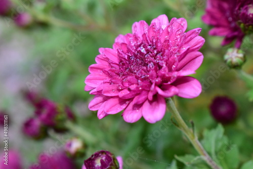 Purple Carnation with Dew