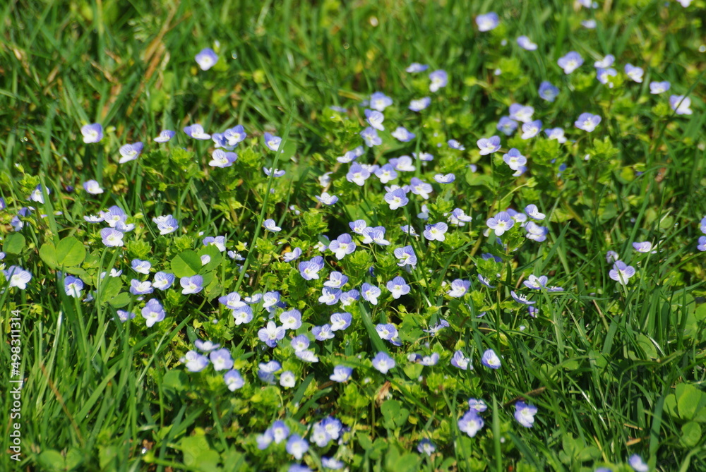 Fototapeta premium fiori e natura