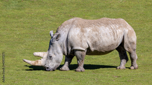 Side profile of a grazing white rhino, ceratotherium simum, otherwise known as a square-lipped rhinoceros.