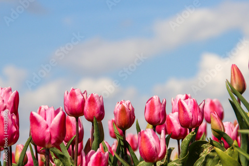 Pink tulip on flower bulb fields at Stad aan  t Haringvliet on island Flakkee