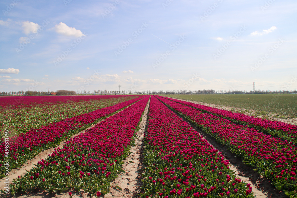 Purple tulip on flower bulb fields at Stad aan 't Haringvliet op island Flakkee