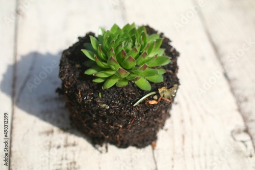 Rojniczek jovibarba sobolifera kwiat sempervivum succulent yellow flower photo