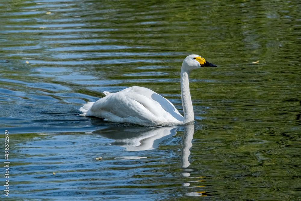 Bewick's Swan (Cygnus bewickii) in Barents Sea coastal area Bewick's Swan (Cygnus bewickii) in Barents Sea coastal area