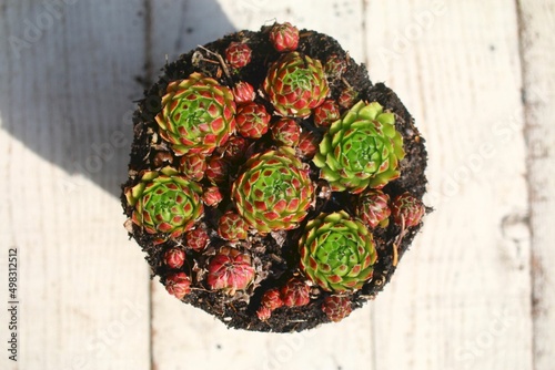 Rojniczek jovibarba sobolifera kwiat sempervivum succulent yellow flower photo