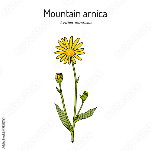 Mountain arnica, or wolfs bane Arnica montana , medicinal plant