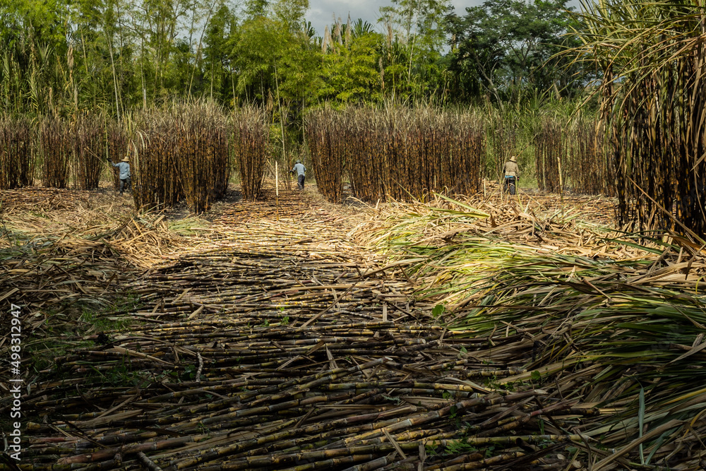 agricultores en el campo cosechando caña de azúcar, cultivo de caña cosechada por campesinos	 - obrazy, fototapety, plakaty 