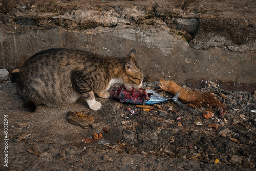 wild cat eats big fish voraciously photo