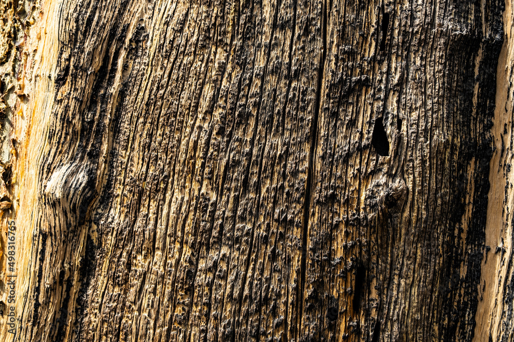 Obraz premium Tree texture