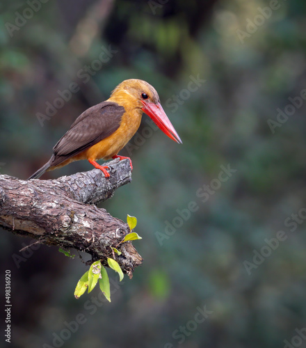 Fotografija Brown-winged kingfisher is a species of bird in the subfamily Halcyoninae